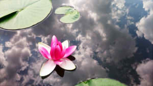 770010b368803de01bb772c09b321c6b_s325