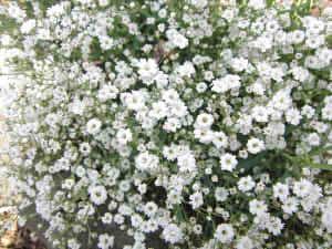 gypsophila-228850_640222