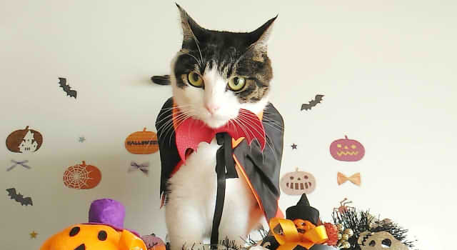 ハロウィンの猫メイク簡単なやり方!可愛い・仮装に似合う方法  情報 